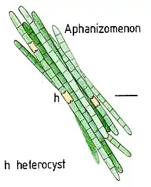 Heterocysts on aphanizomenon flos-aquae