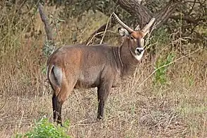 Male K. e. unctuosusSenegal