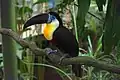 Toucan at Singapore Zoo