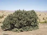 Single-leaf pinyon