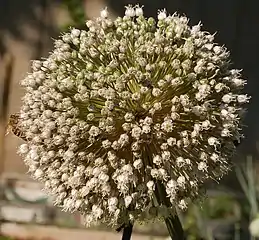 A largely spent flower head showing open flowers, as well as developing seed pods