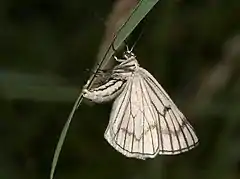 Female laying eggs