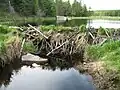 Beaver Dam