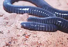 Siphonops paulensis