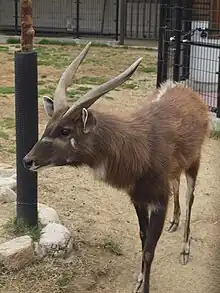 Brown bovid with white markings