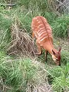 Sitatunga (Tragelaphus spekii) eating grass.