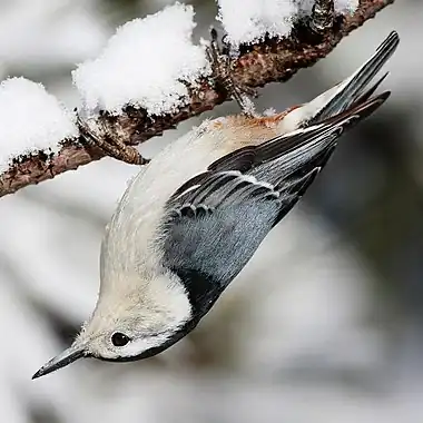 Image 7White-breasted nuthatchMore selected pictures