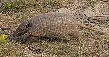 Brown armadillo