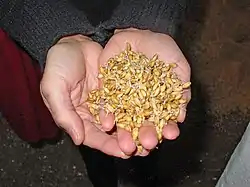 Image 54Malted barley before kilning or roasting (from Brewing)