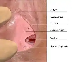 The female urinary meatus viewed externally, with surrounding structures labelled