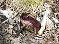 Eastern Skunk Cabbage