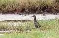 Slaty-breasted rail in the wetlands of Vasai, Maharashtra, India