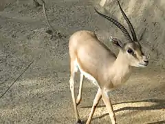 Brown and white bovid