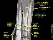 Extensor carpi radialis longus muscle