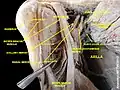 Subclavian vein