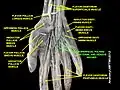 Superficial palmar arterial and venous arche