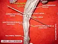 Biceps femoris