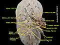 Renal cortex