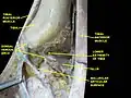 Dorsum of Foot. Ankle joint. Deep dissection