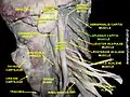 Splenius capitis muscle