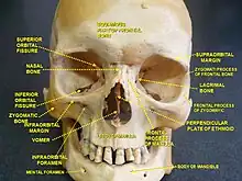 Human facial skeleton. Front view.