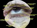 Extrinsic eye muscle. Nerves of orbita. Deep dissection.