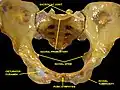 Anterior view of the body pelvis