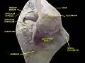 Elbow joint. Deep dissection. Posterior view.