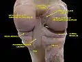 Knee joint. Deep dissection. Posterior view