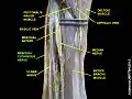 Brachial cutaneous nerve