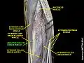 Abductor pollicis longus muscle