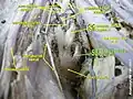 Sacral spinal nerve 2