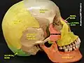 Lacrimal bone