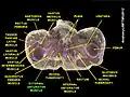 Obturator externus muscle