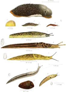 Various species of British land slugs, including (from the top) the larger drawings: Arion ater, Kerry slug, Limax maximus and Limax flavus