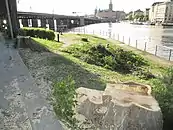 The row of huge black poplar trees was cut down by the city in 2016.