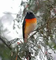 Male P. c. pallidus  in India