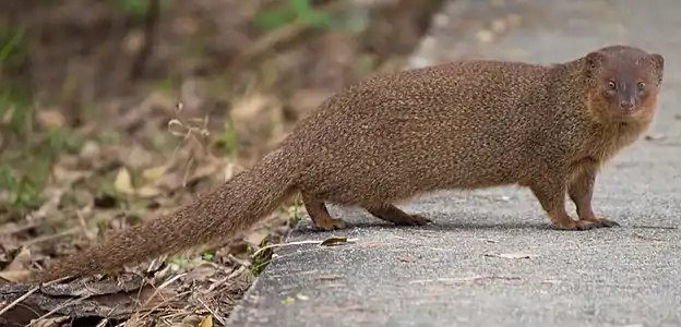 Mangosta pequeña asiática (Herpestes javanicus)