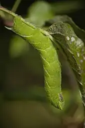 The caterpillar larva of the eyed hawkmoth, Smerinthus ocellatus, is reverse countershaded, making it appear flat when upside-down in feeding position.