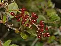 Berries of Smilax aspera