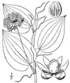 The "carrion flower", S. herbacea