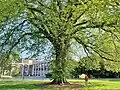 Large American elm located at Smith College in Northampton, Massachusetts (2023)