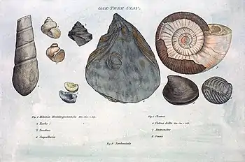 A plate from William Smith's 1816-1819 work Strata by Organized Fossils