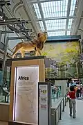 Hall of Mammals