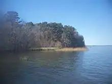 A wooded lakeshore with shallow grassy areas