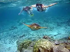 Two snorkelers swimming with a Green sea turtle in Kahaluu Beach Park