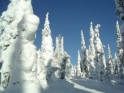 Snow-covered trees in Kuusamo