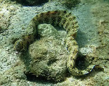 Snowflake moray in Kona