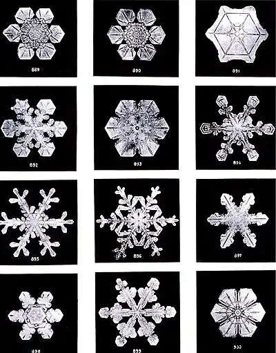 Image 12SnowPhoto credit: Wilson BentleyPlate XIX of "Studies among the Snow Crystals ... " by Wilson Bentley (1902), the first person known to photograph snowflakes. He did so by catching an individual snowflake on a blackboard, rushing it onto some black velvet, which he would then photograph using a bellows camera he had attached to a microscope. His first photograph of a snowflake was on January 15, 1885 and he would capture over 5000 images of crystals in his lifetime. Bentley also photographed all forms of ice and natural water formations including clouds and fog. He was the first American to record raindrop sizes and was one of the first cloud physicists.