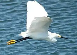 In flight